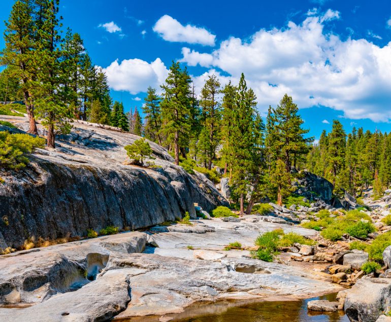 yosemite trees