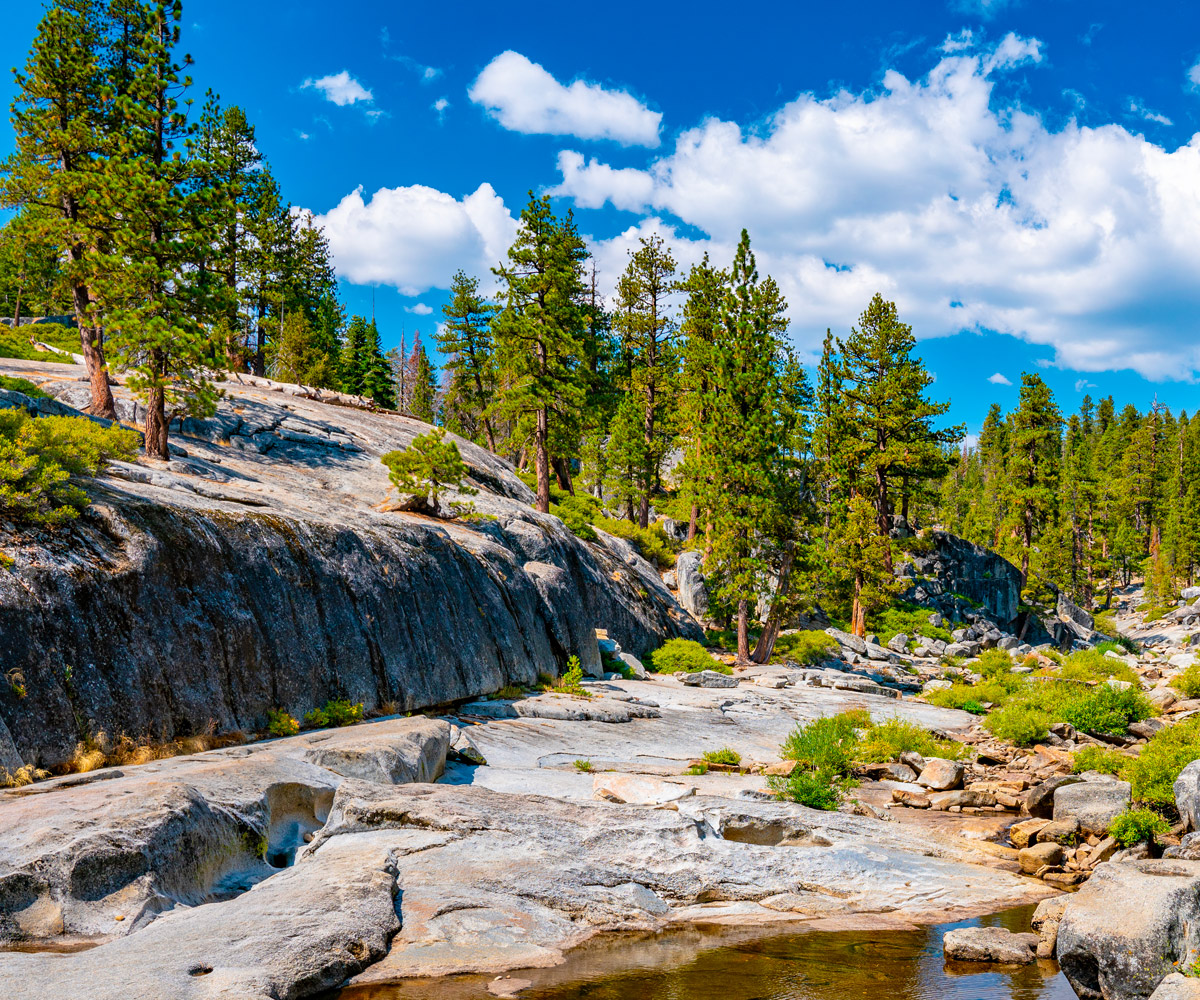 yosemite trees